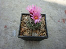 Turbinicarpus roseiflorus      Backeb.1963