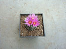 Turbinicarpus roseiflorus  Backeb.1963