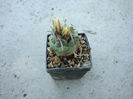 Turbinicarpus schmiedickeanus     (Boed.) Buxb. & Backeb.1937