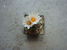 Turbinicarpus schmiedickeanus   (Boed.) Buxb. & Backeb.1937