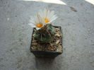 Turbinicarpus schmiedickeanus  (Boed.) Buxb. & Backeb.1937