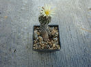 Turbinicarpus schmiedickeanus ssp. bonatzii    (G. Frank) Panarotto 1999