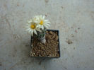 Turbinicarpus schmiedickeanus ssp. bonatzii   (G. Frank) Panarotto 1999