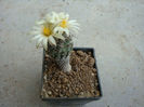 Turbinicarpus schmiedickeanus ssp. bonatzii (G. Frank) Panarotto 1999