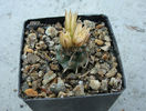 Turbinicarpus schmiedickeanus ssp. klinkerianus   (Backeb. & W. Jacobsen) Glass & R.A. Foster 1977