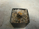 Turbinicarpus schmiedickeanus ssp. klinkerianus (Backeb. & W. Jacobsen) Glass & R.A. Foster 1977