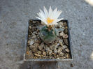 Turbinicarpus schmiedickeanus ssp. rioverdensis    (G. Frank) J. L