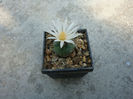 Turbinicarpus schmiedickeanus ssp. rioverdensis  (G. Frank) J. L