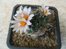Turbinicarpus schmiedickeanus ssp. schwarzii  (Shurly) N.P.Taylor. 1998