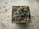 Turbinicarpus swobodae  Diers & Esteves 1987