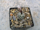 Turbinicarpus valdezianus  var. albiflorum   (H.Moeller) Sticla & RAFoster