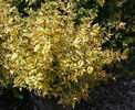 Abelia_Kaleidoscope2