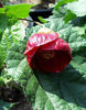 Abutilon_Nabob2