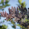 Acacia_baileyana_Purpurea1
