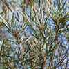 Acacia_boormanii