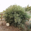 Acacia_iteaphylla2