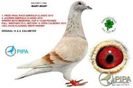 porumbel11