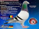 porumbel17