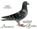 porumbel22