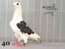 porumbel49