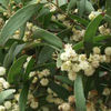 Acacia_melanoxylon1