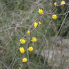 Acacia_merinthophora1