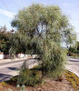 acaciastenophylla
