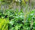 acanthusmollis2