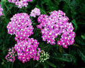 Achillea_CeriseQueen2
