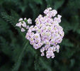 Achillea_LavenderBeauty2