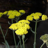 Achillea_Moonshine2