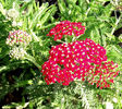 Achillea_Paprika2
