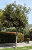 Acmena2