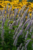 agastache