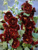 alcea_chaters-double-scarlet