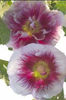 alcea_creme-cassis3