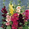 alcea-charters-double