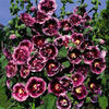 alcea-creme-cassis2