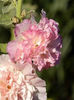 alcea-peaches-dreams