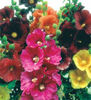 alcea-single