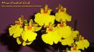 Oncidium Sweet Sugar