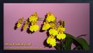 Oncidium Sweet Sugar