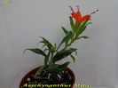 Aeschynanthus Mira (29-XI-2013)1