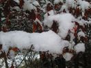 IMG_1115