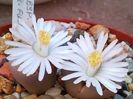 Lithops julli ssp fulleri