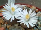 Lithops julii ssp fulleri