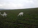 IMG_20131129_145042090