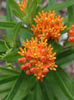 asclepias_tuberosa