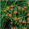 asclepias_tuberosa3
