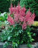 astilbe_visions2